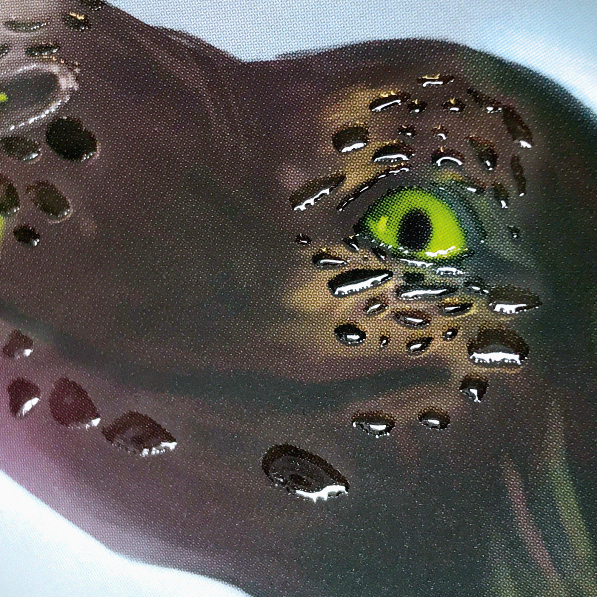 Freundebuch | Drago | 16,5 x 20 cm